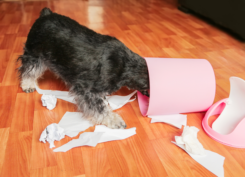 Naughty bad schnauzer puppy dog with papers from garbage basket. The lies among the torn paper with head in trash can. Mischief dog at home. dog proof trash can