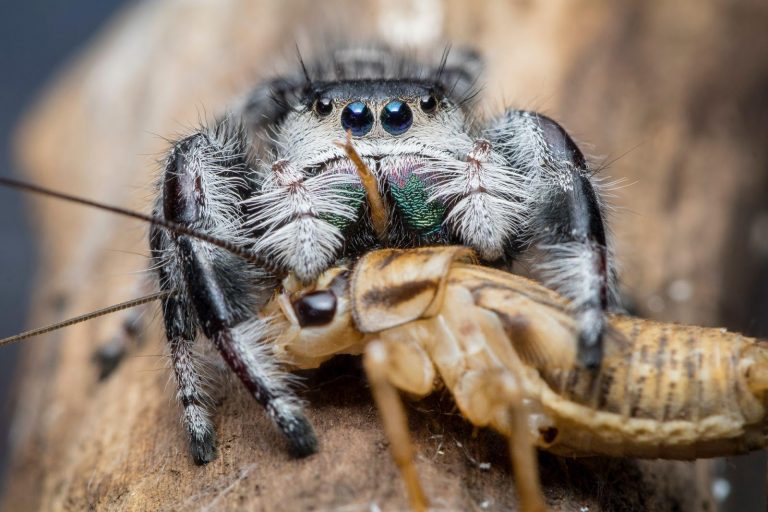 6 Tips to Making the Perfect Diet For Cobalt Blue Tarantulas