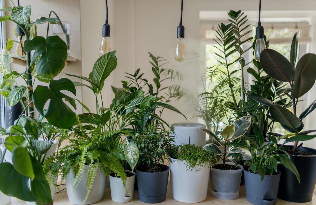 Growing a garden indoors or outdoors requires some planning. However, gardens have health benefits and provide exercise. They boost your mood because you get Vitamin D from the sun. Below we give you some excellent reasons you should consider starting an indoor and outdoor garden to improve your health.
