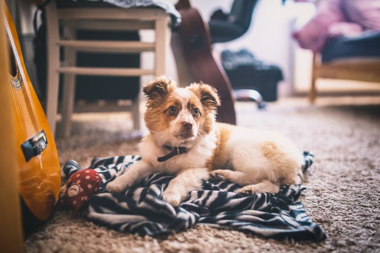 3 House Cleaning Tips When You Have Pets
