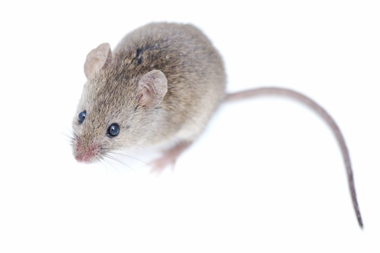 How Are Pests Affecting Your Family’s Health?