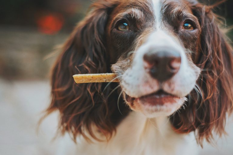 How to Make Your Own Dog Treats