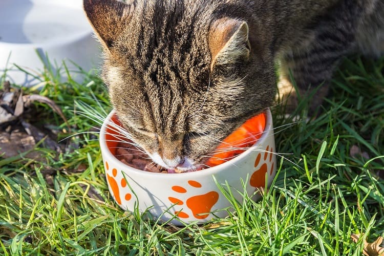 Wet Food Vs Dry Food for Cats: Which is Better?