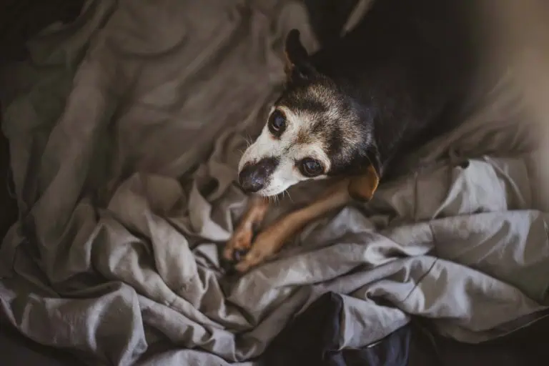 old dog on bed