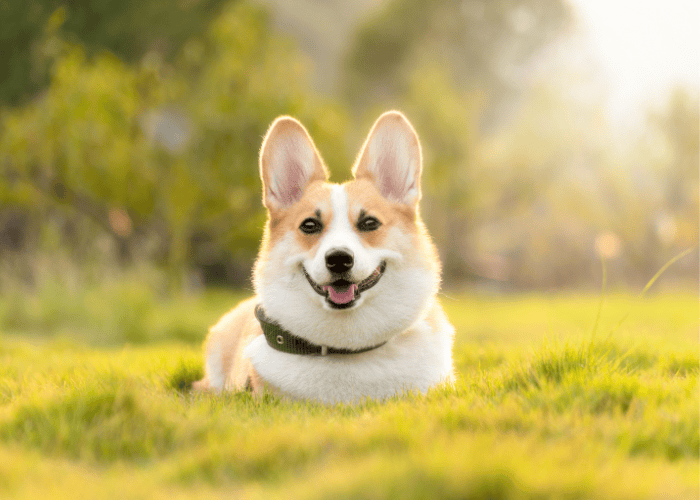 A corgi dog in the field