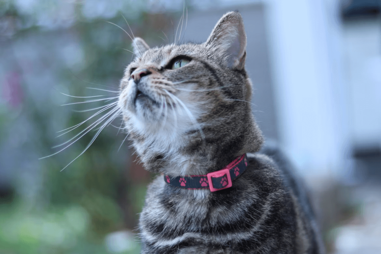 Gray cat wearing a pink flea collar looks upward
