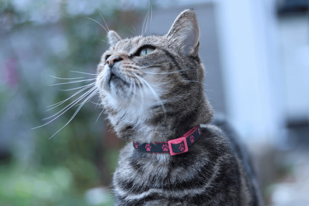 Gray cat wearing a pink flea collar looks upward