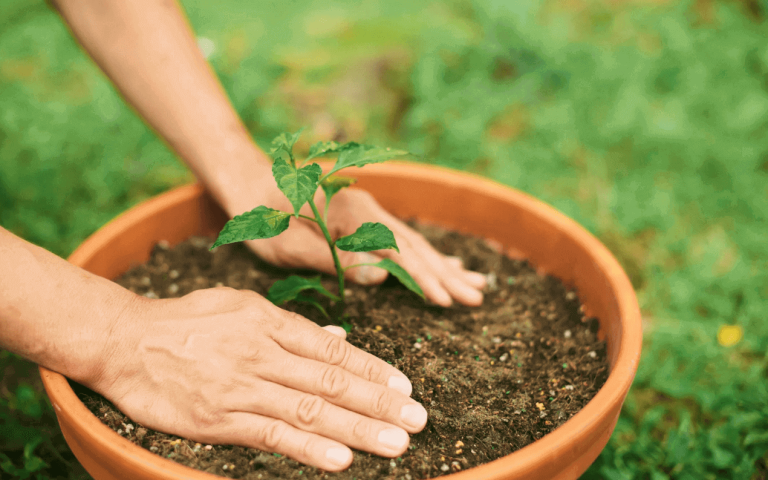 mindful gardening practice