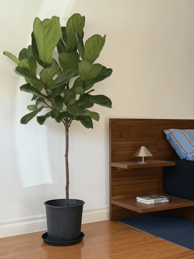 Potted plant on wooden floor for room decor