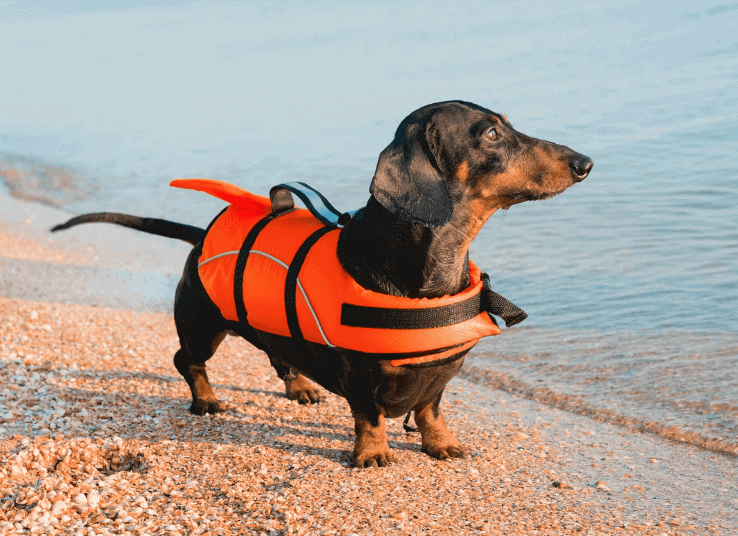 Dachshund on the beach