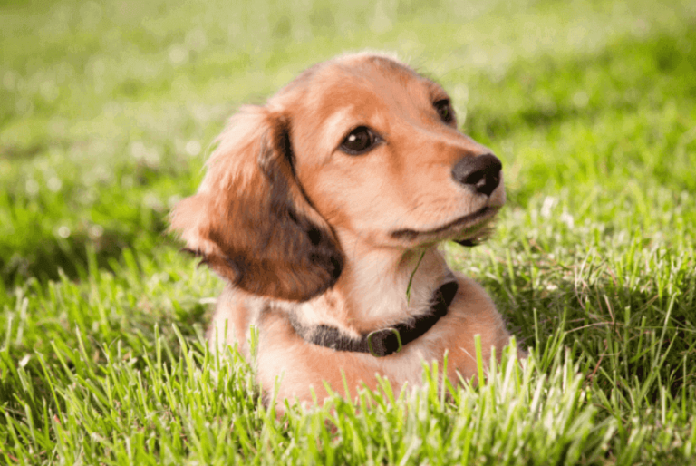 Dachshund Puppy Lying on Grass