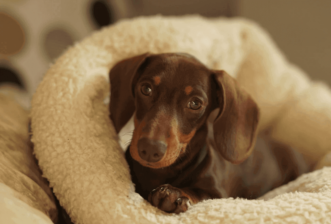Dachshund Puppy on bed