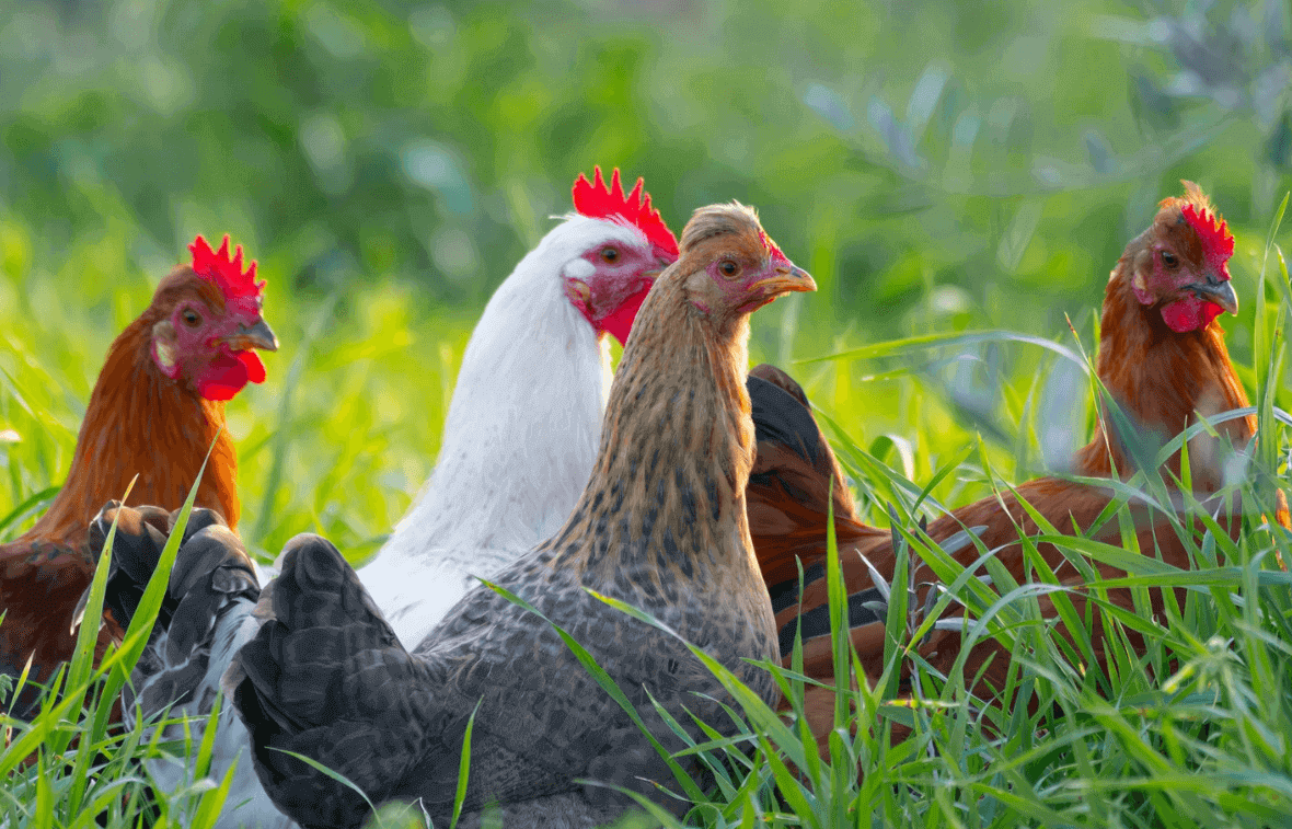 free range chicken
