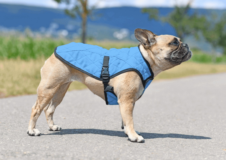 cooling vest for dog