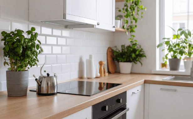 indoor plants for the kitchen