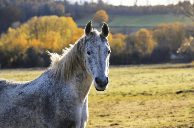 equine therapy and mental health