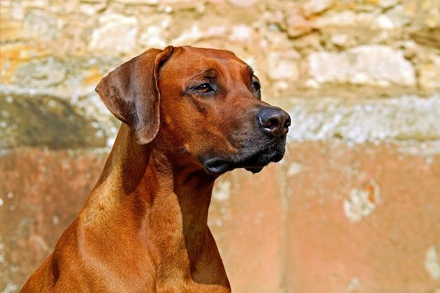 Dog Arthritis Symptoms