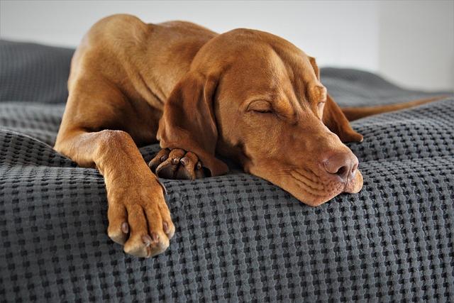Dog Arthritis