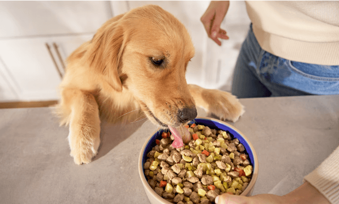 fresh dog food brands and options