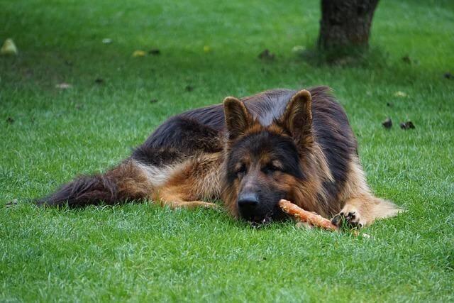 How to Introduce Peanut Butter Treats Into Your Dog’s Routine Kelly Bejelly Large brown and black dog laying in