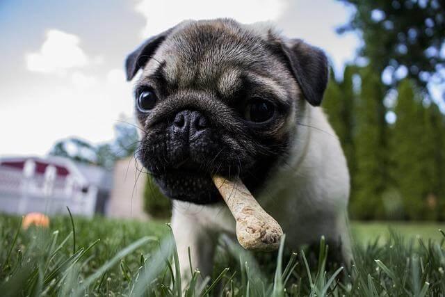 How to Introduce Peanut Butter Treats Into Your Dog’s Routine Kelly Bejelly Small dog holding a bone