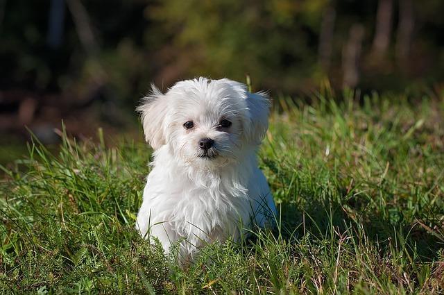 Small white dog sitting in the grass, ready