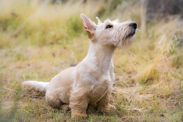 symptoms of dog arthritis