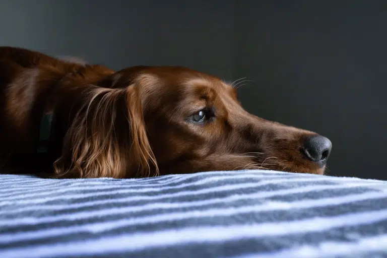 A close-up of a dog resting on a