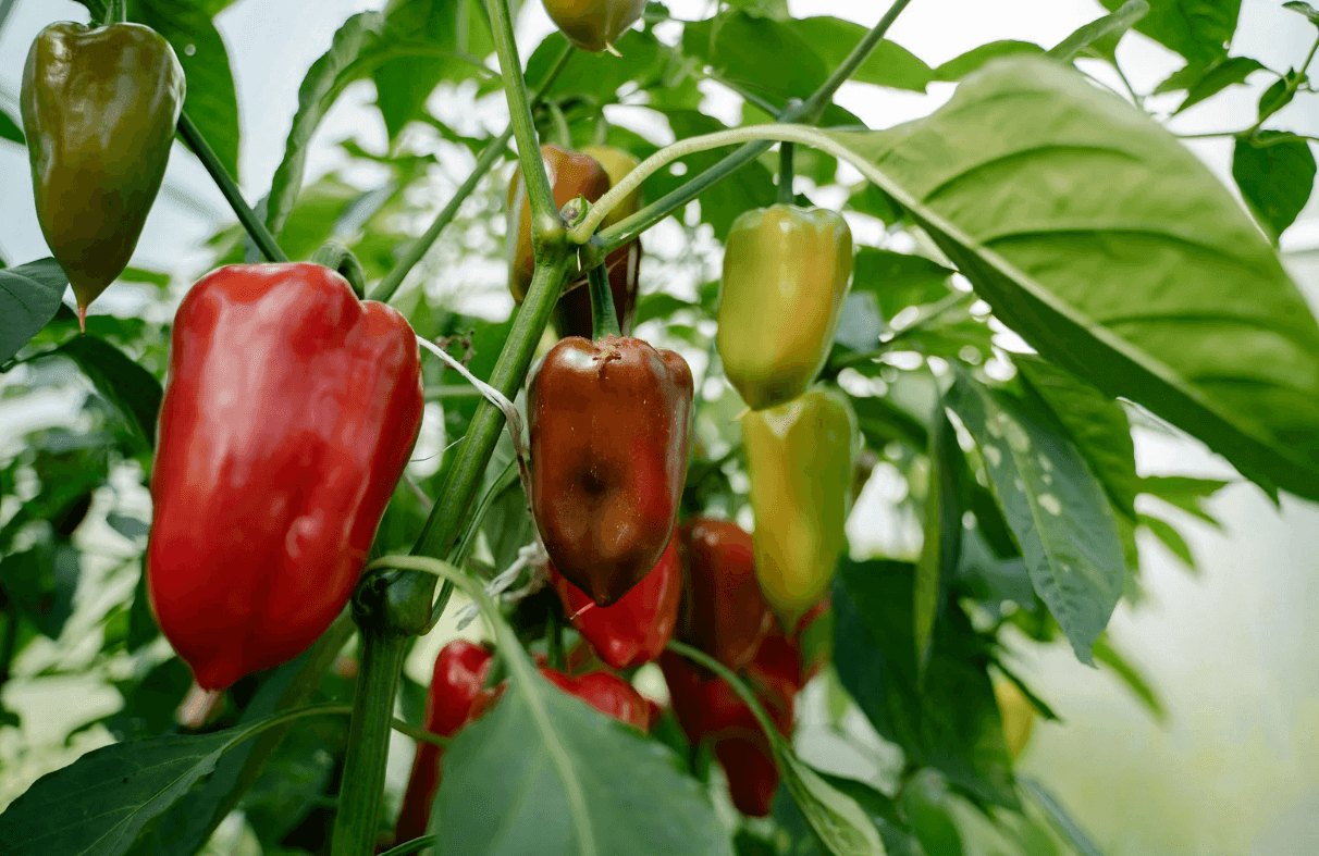 Foods to Consider Growing in Your New Garden