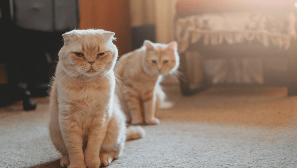 Owner Tips for Bringing Home a Second Cat