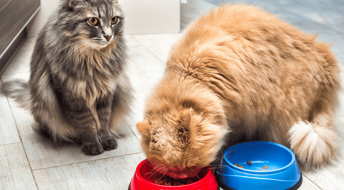 Owner Tips for Bringing Home a Second Cat Kelly Bejelly second cat