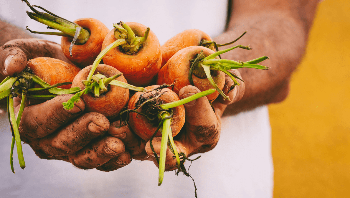 fresh harvest