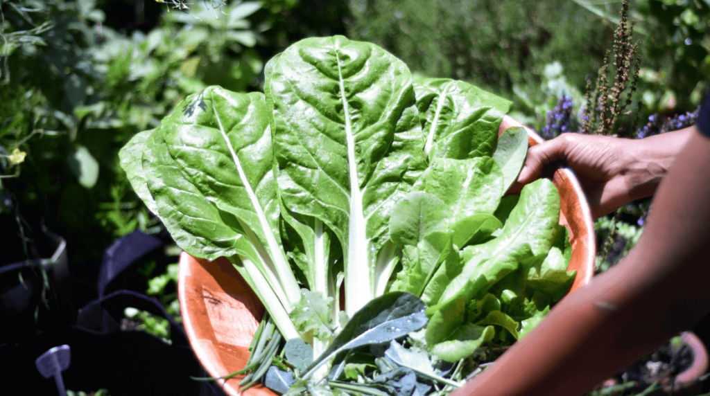 Grow Your Own Produce for Healthy Food and Eating