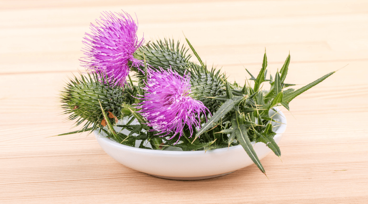Milk thistle dosage