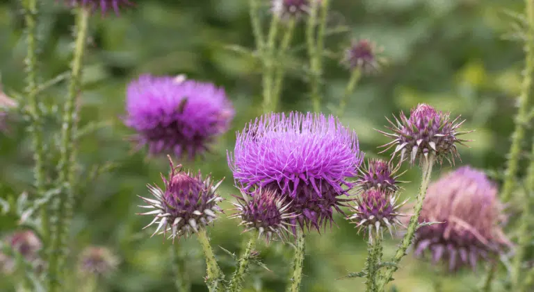 Milk Thistle Timing and Dosage: What the Latest Guidance Suggests