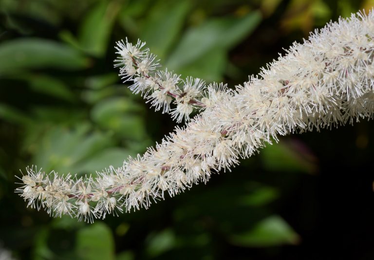 6 Helpful things to know about black cohosh