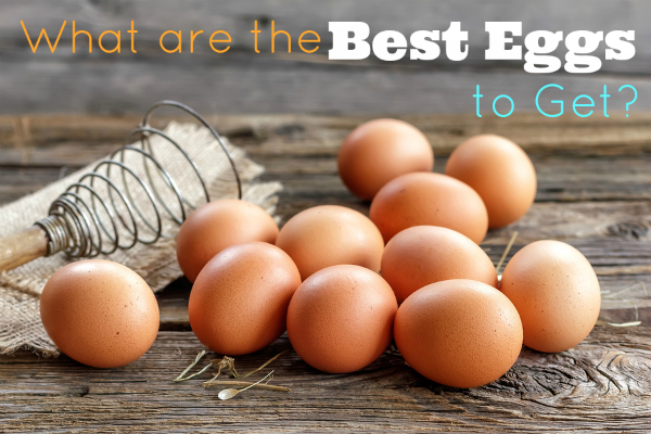 What Are the Best Type of Eggs to Get?