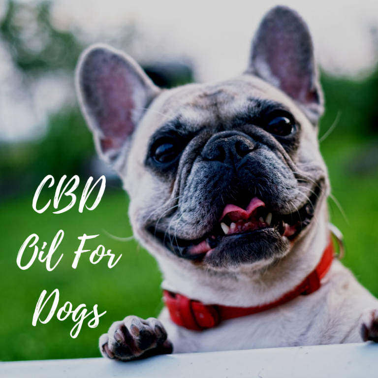 Is CBD Oil good for Dogs?