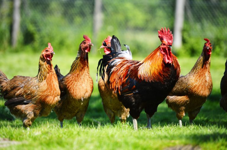 Renegade Rooster Named Slick Evades Capture For 4 Months, Finally Apprehended